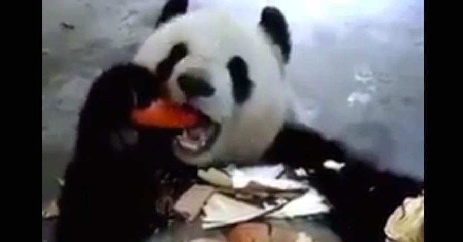 Stay Fed, Like This Good Bear
