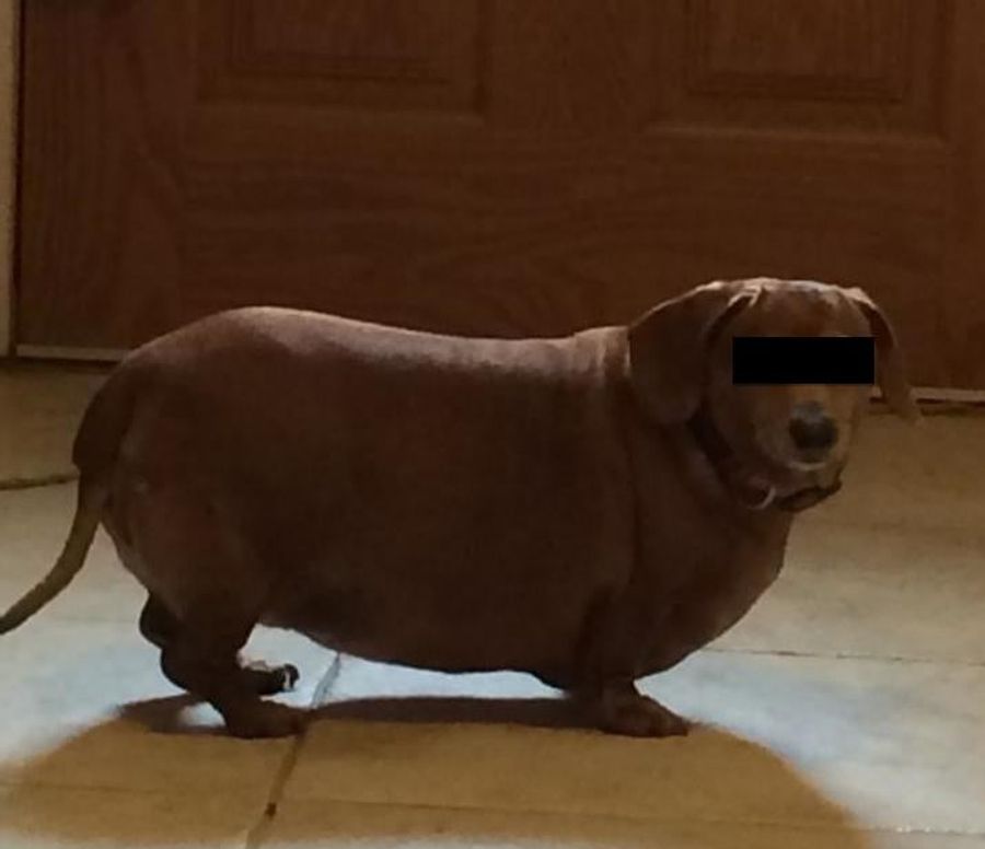 Look At This Fat Dog