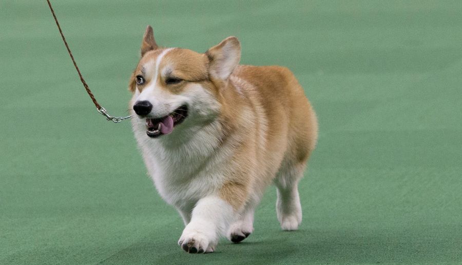 Dog Watch: The Dogs Are Getting High