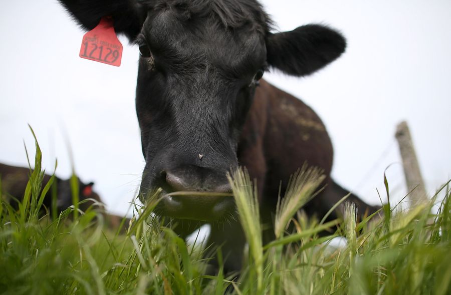 Runner Takes Lead In Race, Is Trampled By Cows