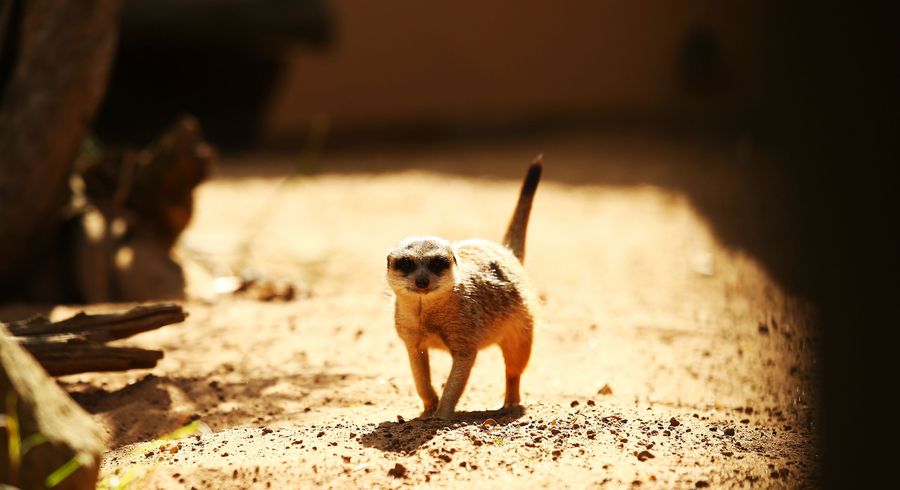These Mammals Are Just Straight-Up Murdering Each Other All The Time