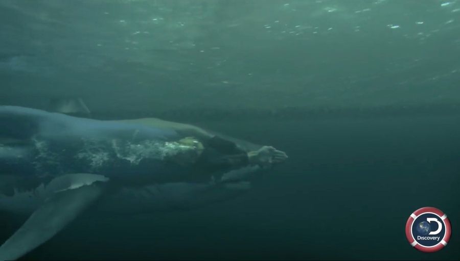Michael Phelps's Next Shark Race Better Involve Seal Blood And An Actual Shark<em></em>