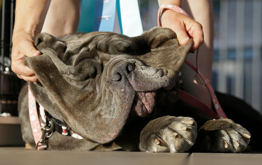 Here Are Some Ugly Dogs