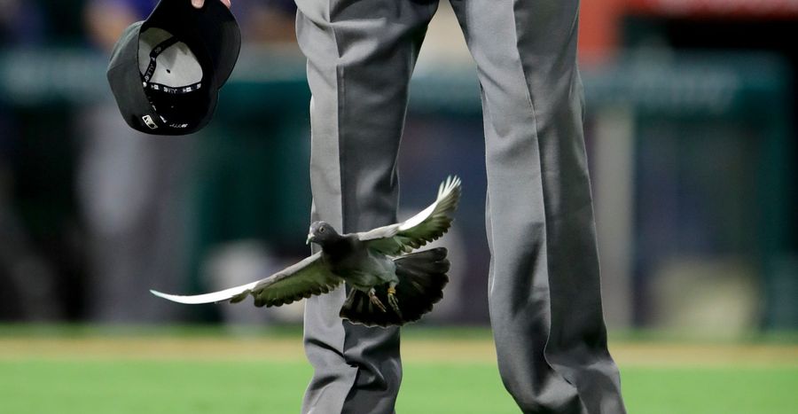 Rangers Manager Jeff Banister Takes Matters Into His Own Hands, Carries Pigeon Off Field