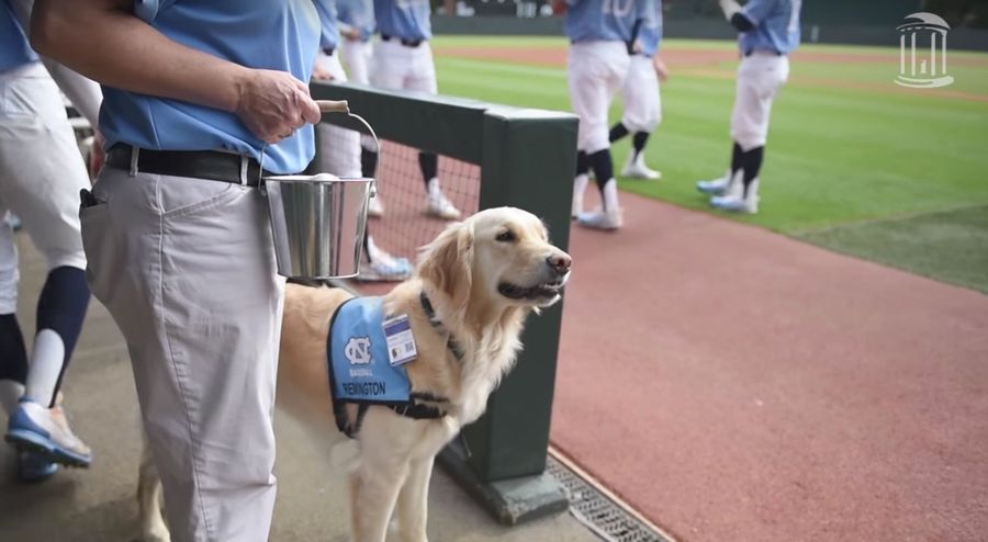 North Carolina Baseball's Secret Weapon Is This Dog