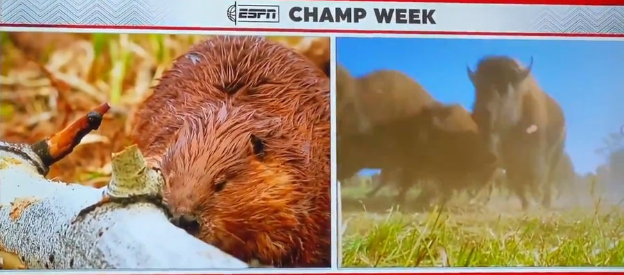 Bill Walton ignores game to break down matchup between actual buffaloes, beavers
