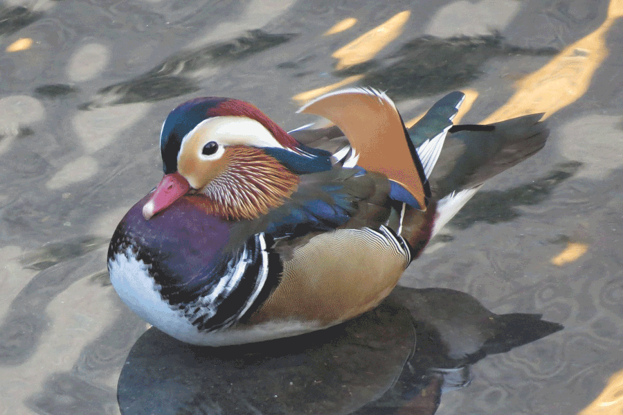 The Central Park Mandarin Duck Went Missing. I Tried To Find It.
