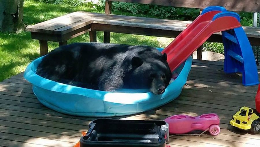 Big Bear Don&#39;t Care