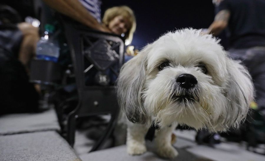Dogs Are Wonderful, Adorable Messes