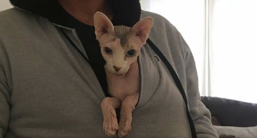 Yankees Player Owns Hairless Cat