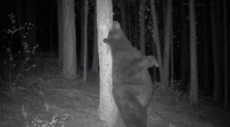 Big Bear&#39;s Ready For Bed