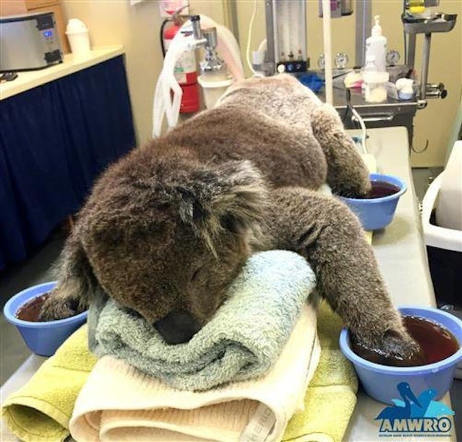 This Koala Bear Had A Pretty Fucking Rough Month, Man. Real Rough.