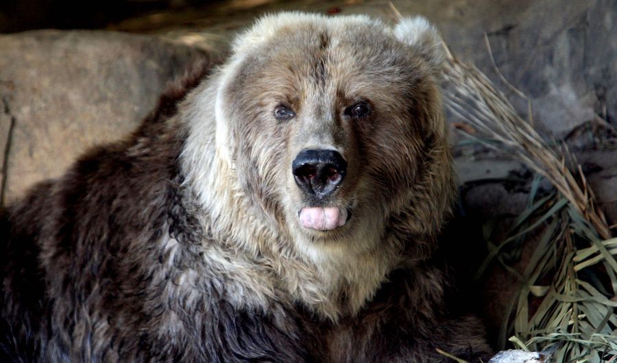 An Alaskan High School Football Player Let The Results Of A Bear Hunt Decide Where He&#39;d Play In College