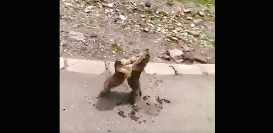 Critters Demonstrate Perfect Blocking Technique