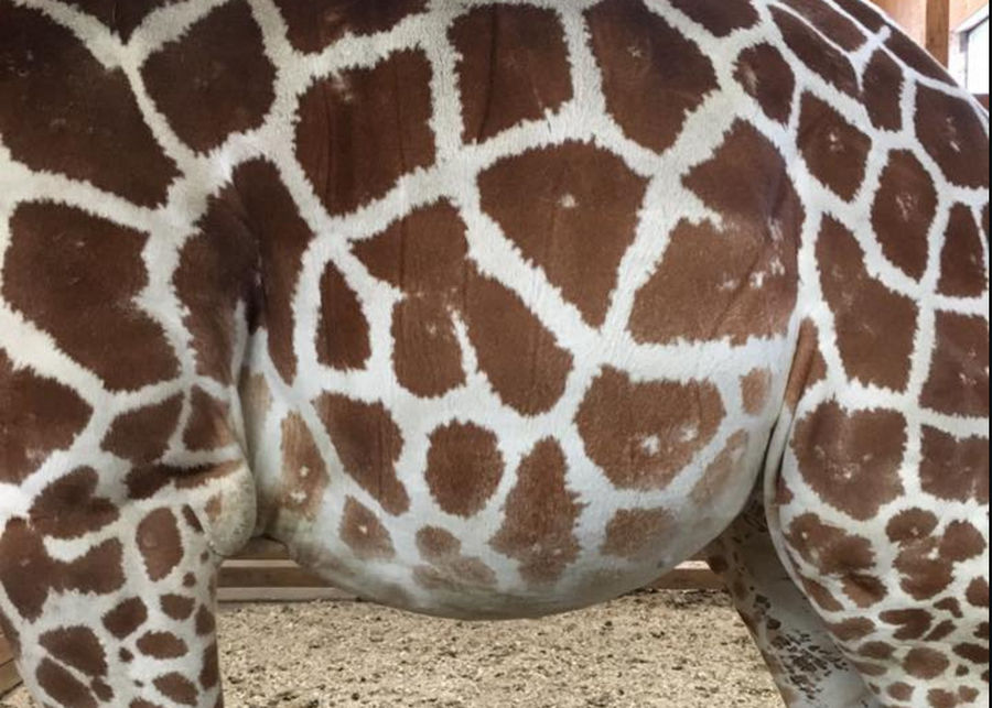 Far Left Peddles Grossly Sexual Giraffe Pornography Online
