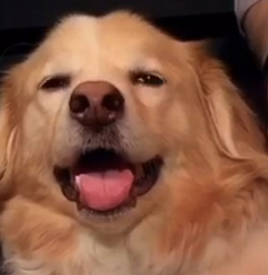 A Good Music Dog