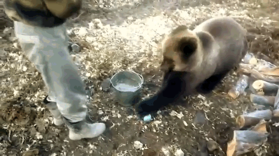 Russian Bear Receives Snacks, Exacts Revenge
