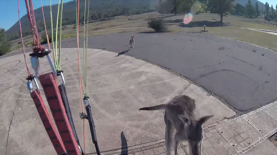 Kangaroo Congratulates Paraglider's Safe Landing With A Hearty Punch