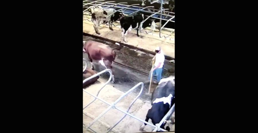 The Sports Highlight Of The Day Is This Cow's Long-Range Turd Hitting Its Mark