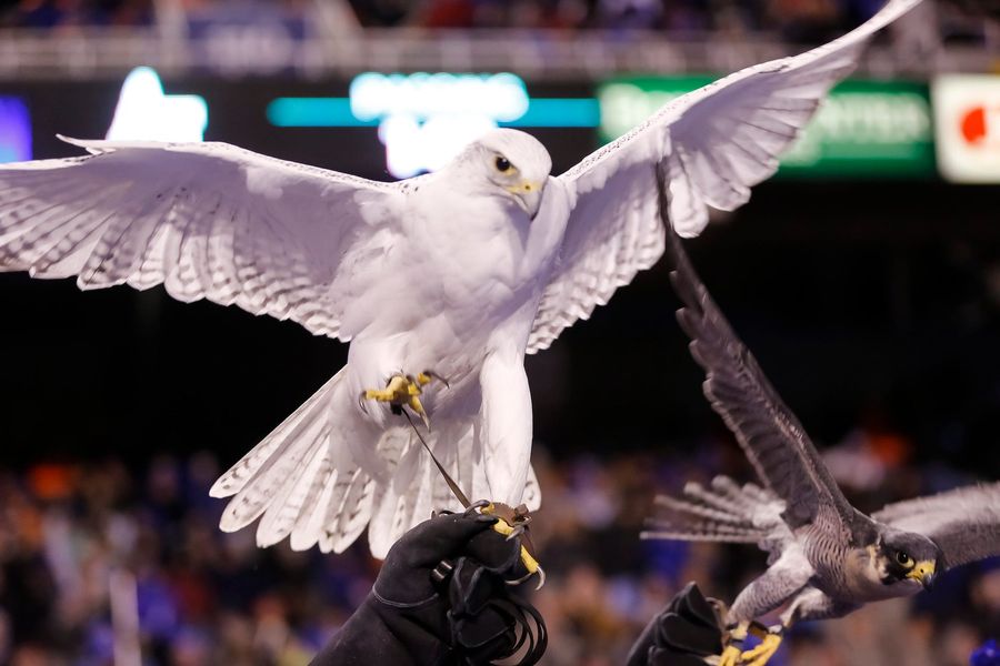 Army Idiots Pranked Air Force By Jamming Their Live Mascots Into Crates