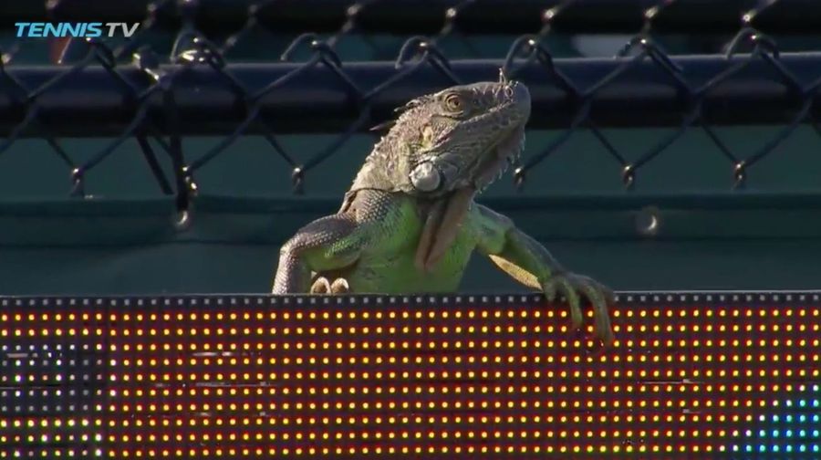 Extra-Cool Iguana Is Now The King Of This Tennis Court