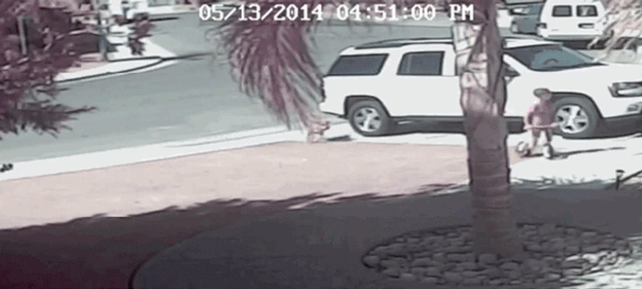 Cat That Saved Boy From Dog Attack Will Throw Out First Pitch