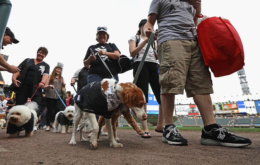 The White Sox Invited A Bunch Of Good Dogs To Their Park