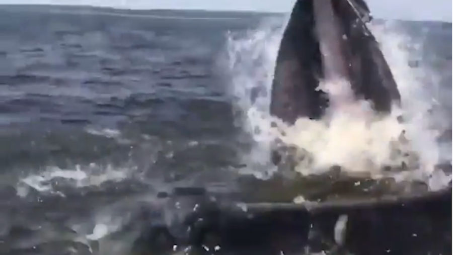 Thoughtful Humpback Whale Delivers Some Fish To New Jersey Fishermen