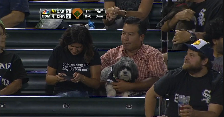 Check Out These Baseball Dogs At The White Sox Game