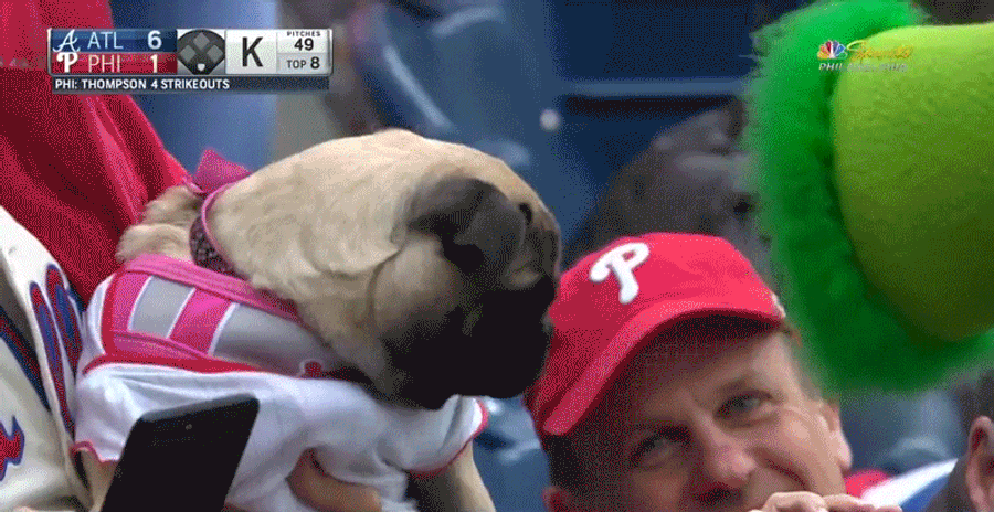 Pug Terrorized By Phillie Phanatic While Trying To Enjoy Ballgame