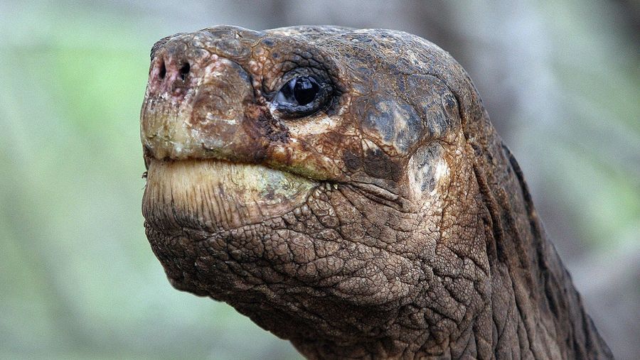 Horrible turtle man Mitch McConnell has never done a damn thing worth being ‘proud of’