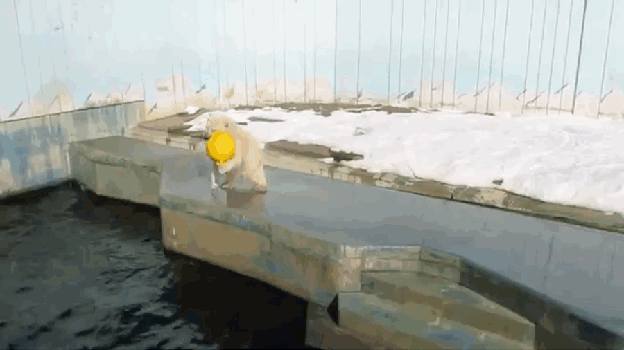 Extra-Cool Polar Bear Discovers Many Ways To Enjoy His Items