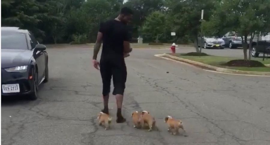 Tiny, Adorable Dogs Attend NFL Training Camp
